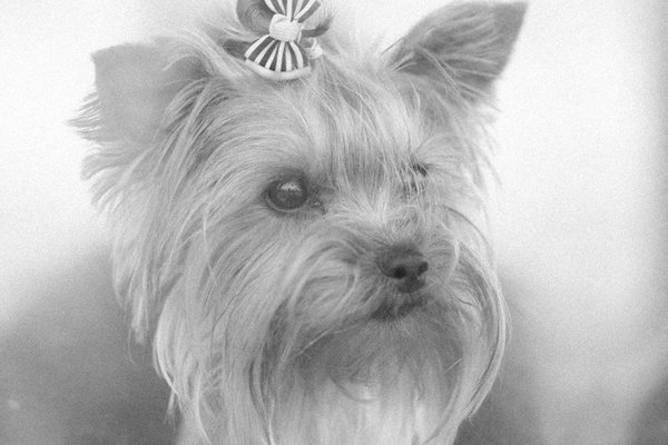 La stérilisation chez le chien : avantages et inconvénients