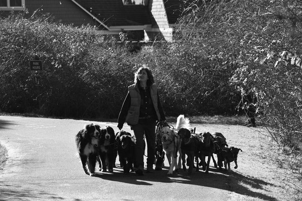 Chienesse : conseils pratiques pour le bien-être de votre chien